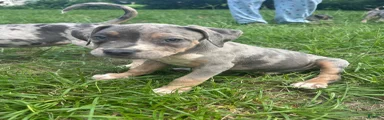 American Pit Bull Terrier 3