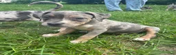 American Pit Bull Terrier dogs for sale: American Pit Bull Terrier 3 - Ad 1
