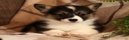 Welsh Corgi Pembroke dogs for sale: Jasmine - Ad 2