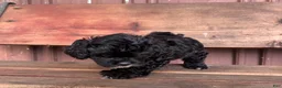 Mixed Breed dogs for sale: Mixed Breed Puppy 2 - Ad 6