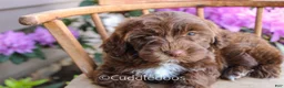 Mixed Breed dogs for sale: Earth - Ad 5