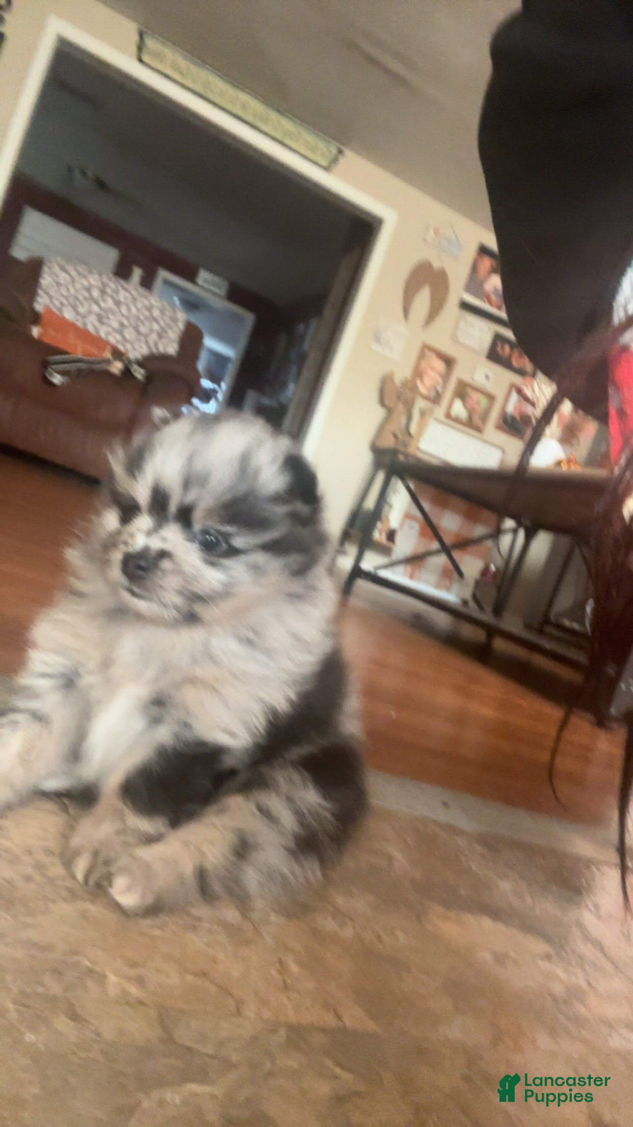 Pomeranian dogs Pomeranian Puppy 1 - Ad 39