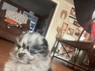 Pomeranian dogs Pomeranian Puppy 1 - Ad 39