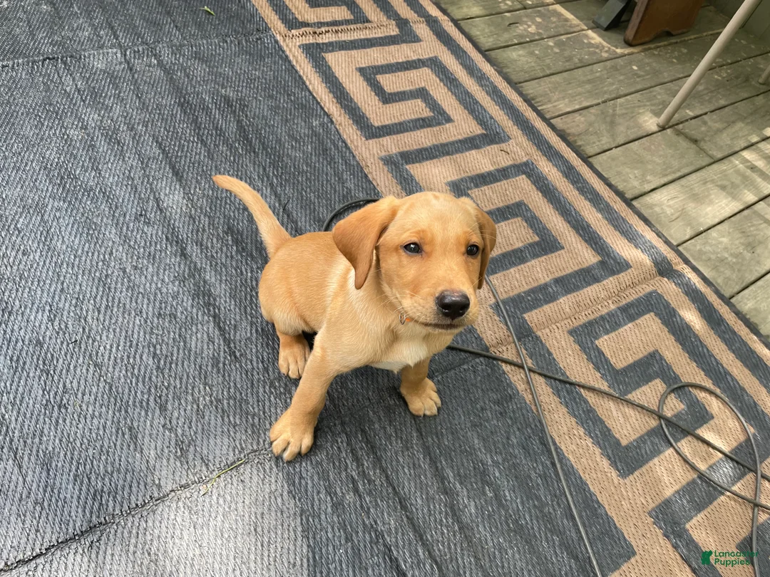 Labrador Retriever dogs for sale: Orange collar. Joe - Ad 1