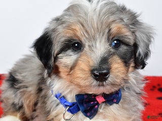 Mini Aussiedoodle dogs - Ad 5