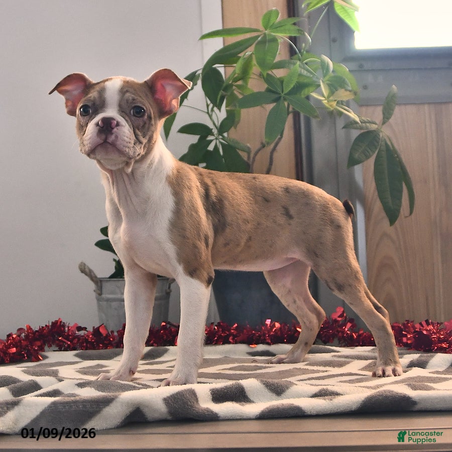 Boston Terrier dogs Rachelle  - Ad 2