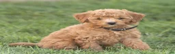 Mini Goldendoodle dogs for sale: Leo Miniature Goldendoodle  - Ad 2