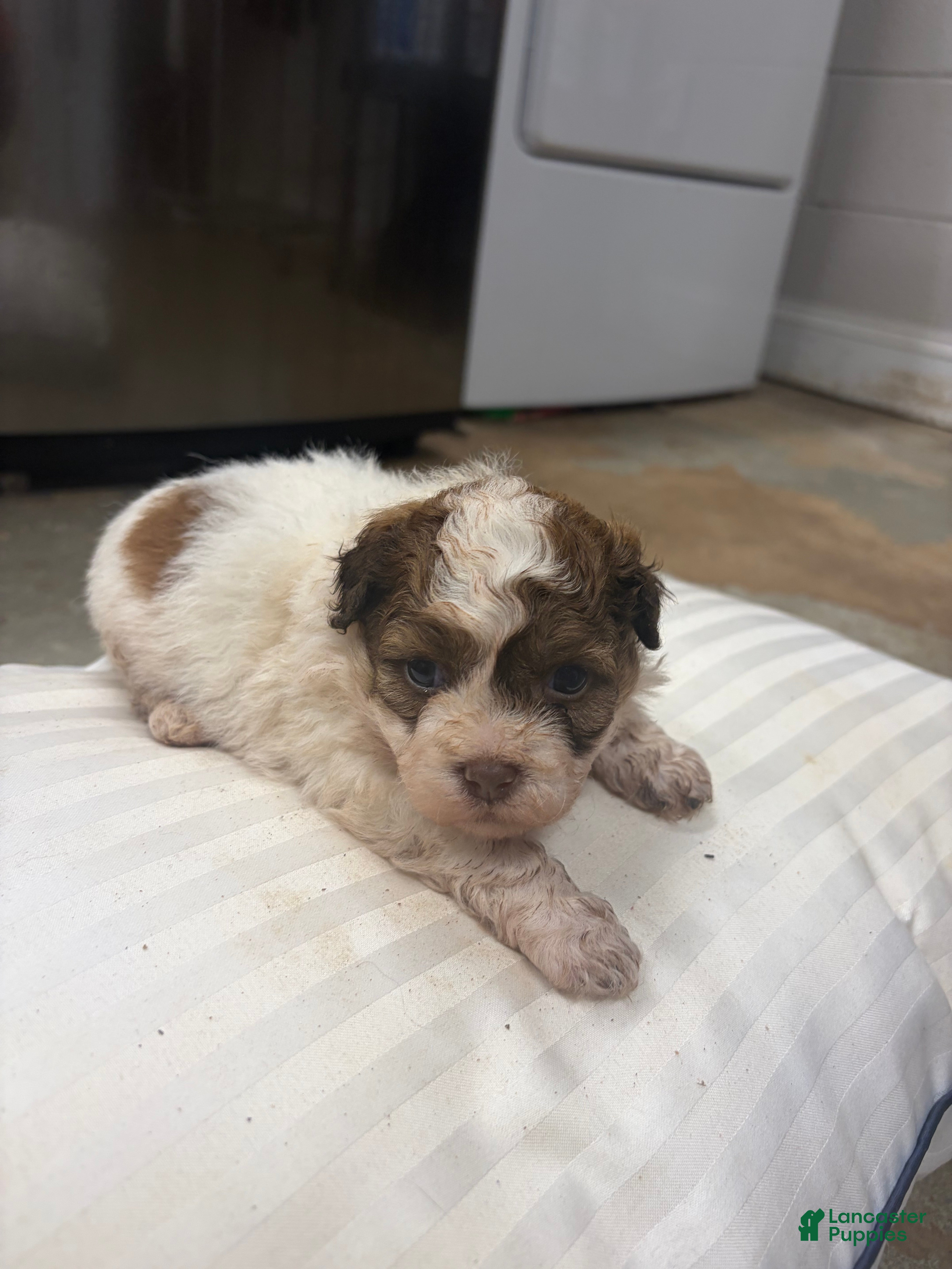 Mixed Breed dogs Prince - Ad 1