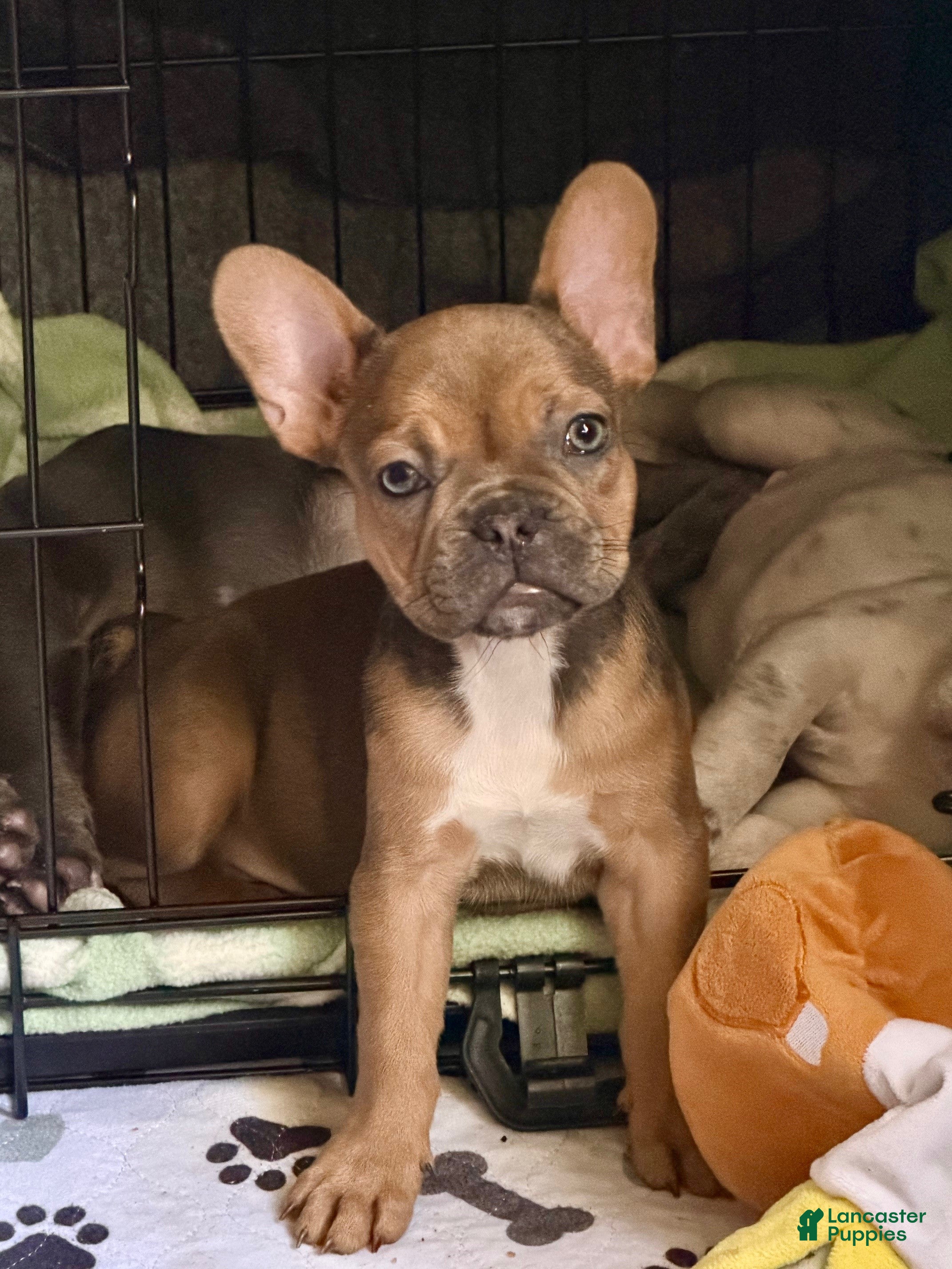 French Bulldog dogs Blanche  - Ad 2