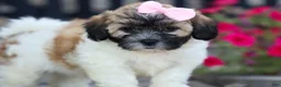 Teddy Bear dogs for sale: Blossom 💕 - Ad 2