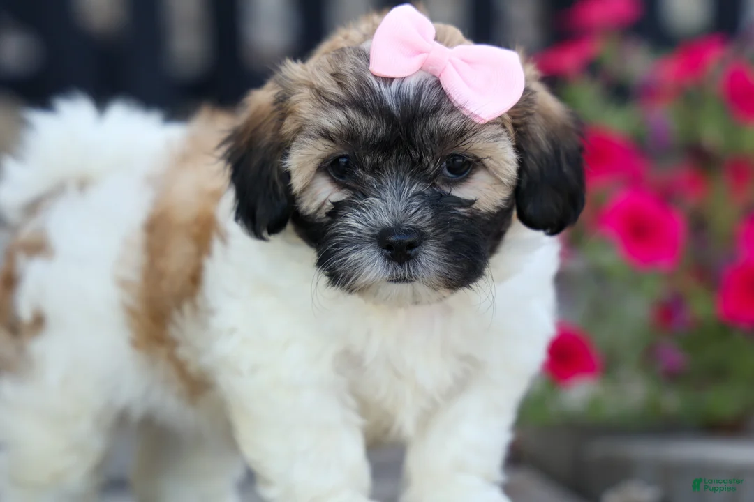 Teddy Bear dogs for sale: Blossom 💕 - Ad 2