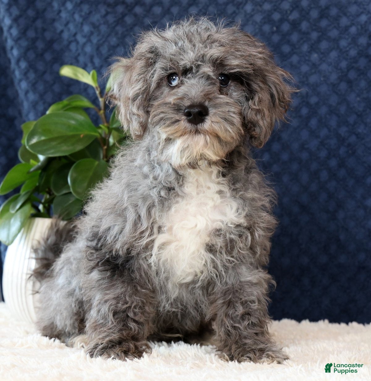 Havapoo dogs Evan - Ad 1