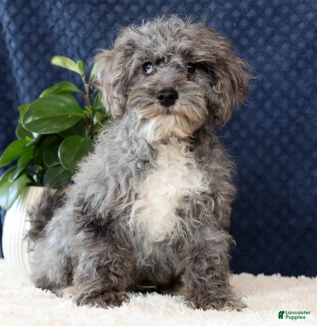 Havapoo dogs for sale: Evan - Ad 1