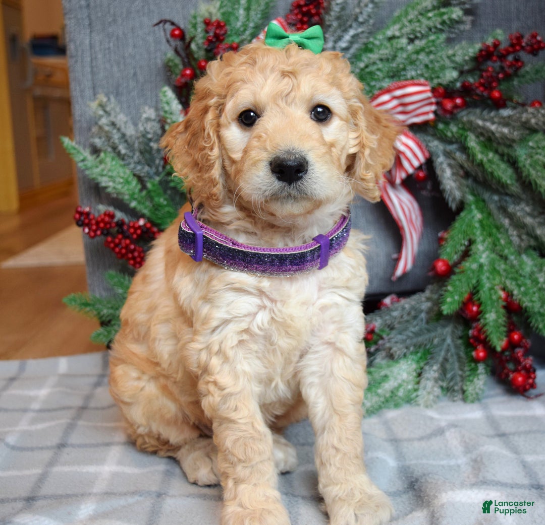 Goldendoodle dogs for sale: Penny - Ad 12