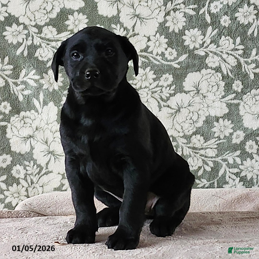 Labrador Retriever dogs for sale: Sheila - Ad 1