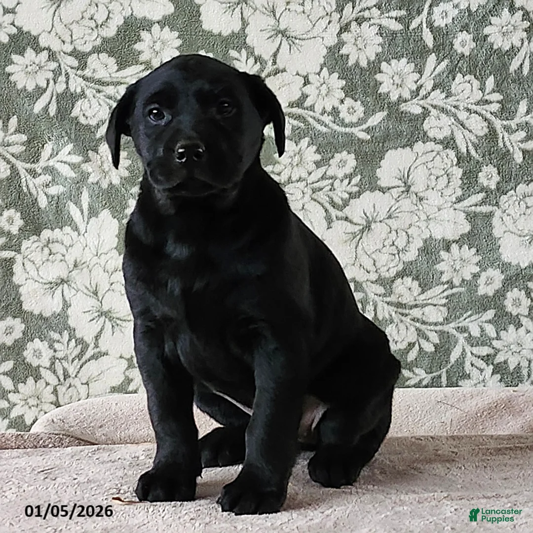 Labrador Retriever dogs for sale: Sheila - Ad 3