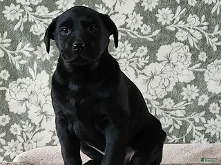 Labrador Retriever dogs Sheila - Ad 29