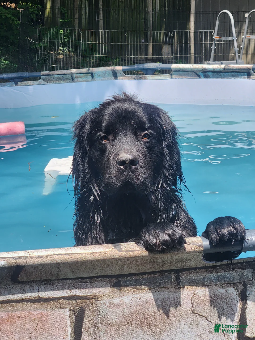 Newfoundland dogs for sale: Newfoundland Puppy 1 - Ad 2