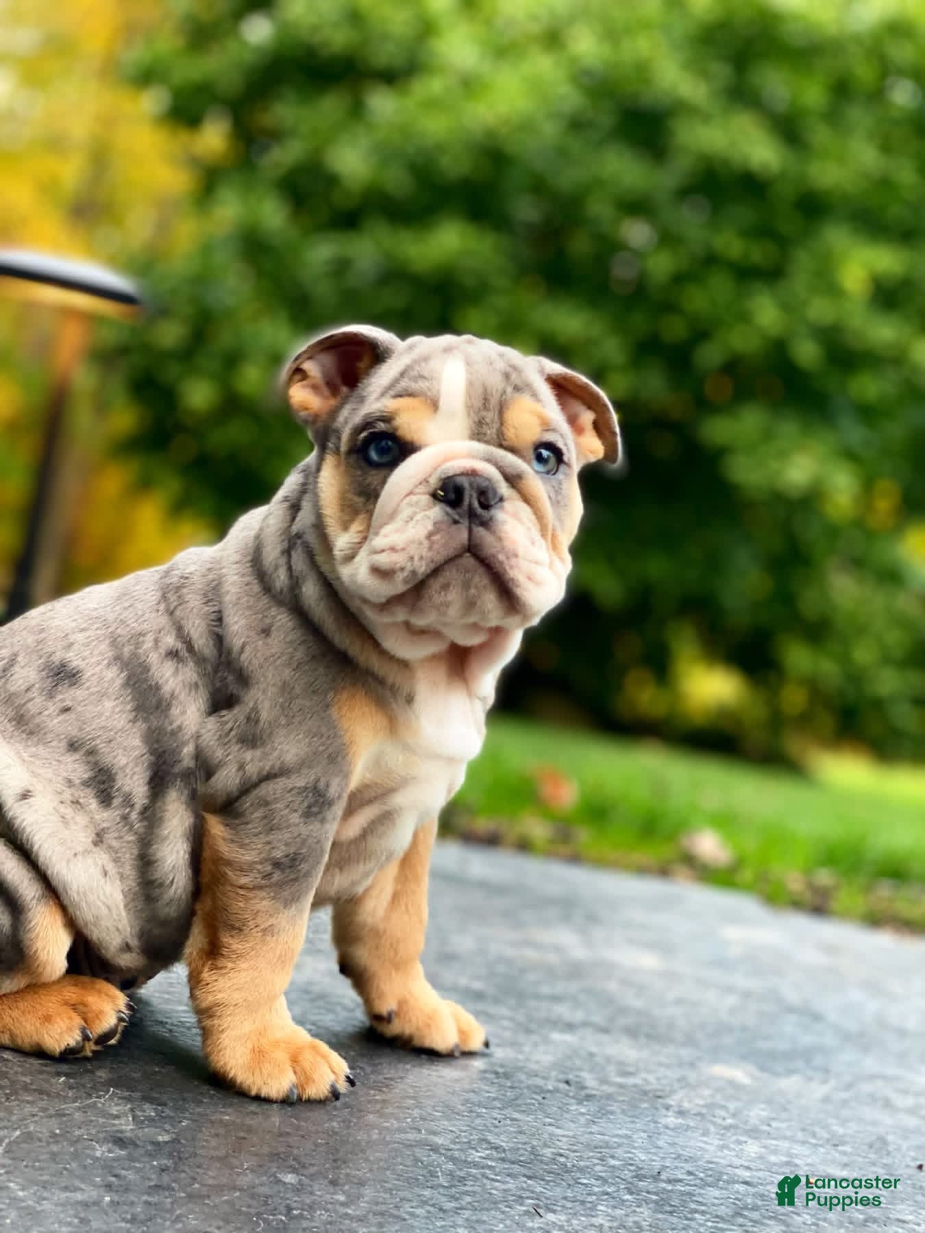 English Bulldog dogs for sale: Nicky - Ad 15