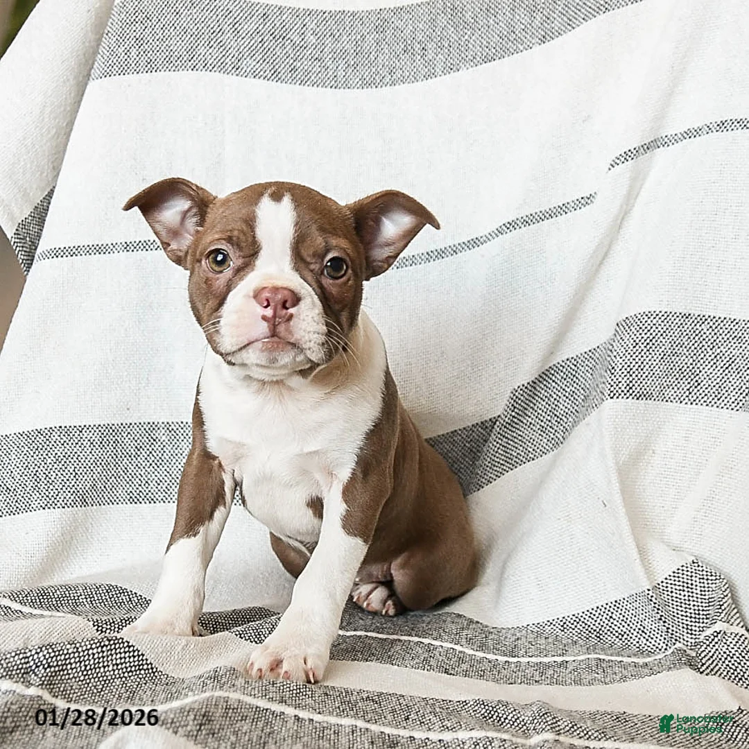 Boston Terrier dogs for sale: Lilac - Ad 3
