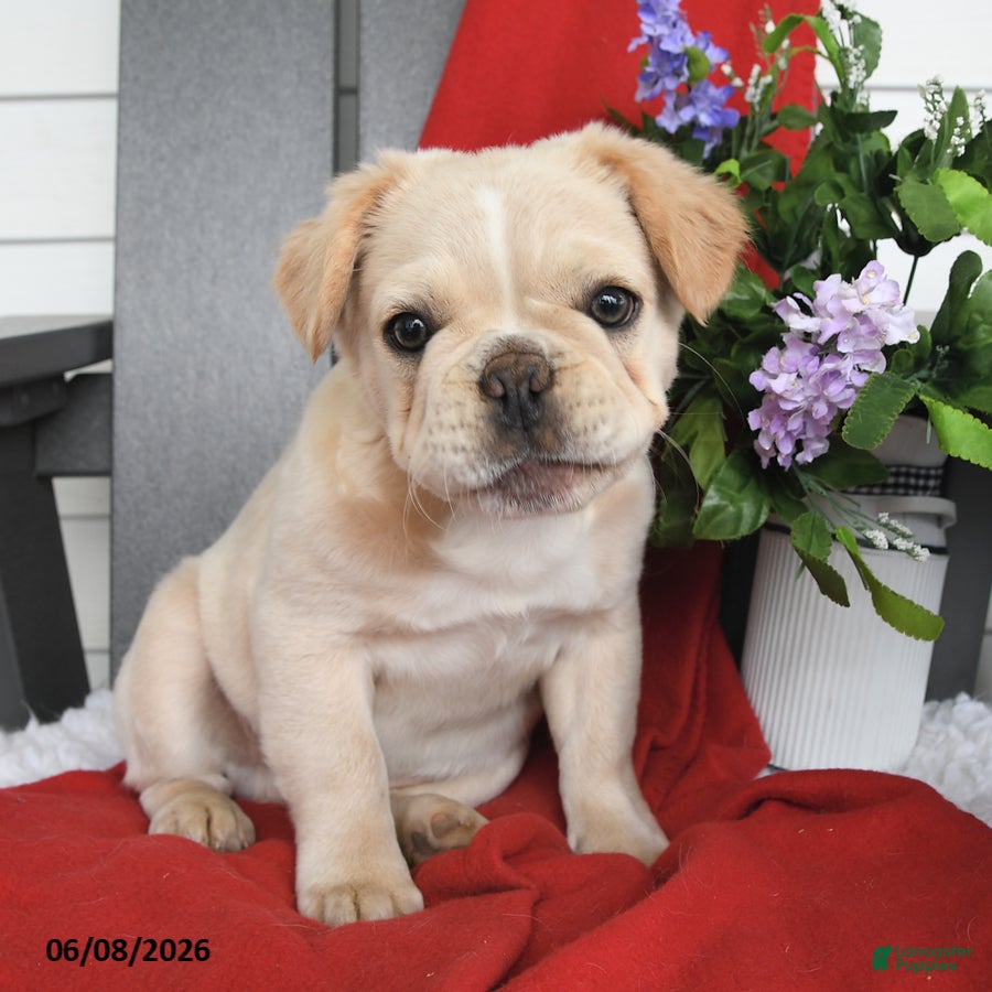 French Bulldog dogs Tucker - Ad 1