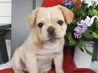 French Bulldog dogs for sale: Tucker - Ad 2
