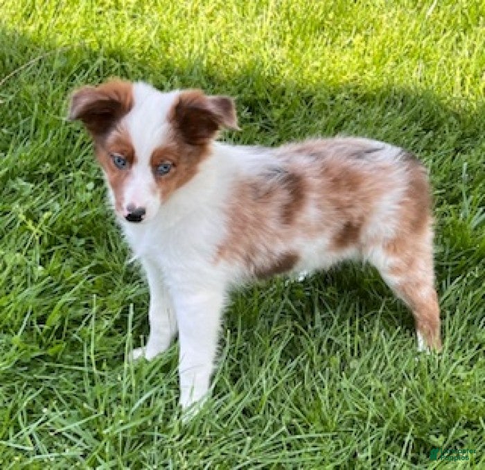 Mini Aussiedoodle dogs Sasha - Ad 2