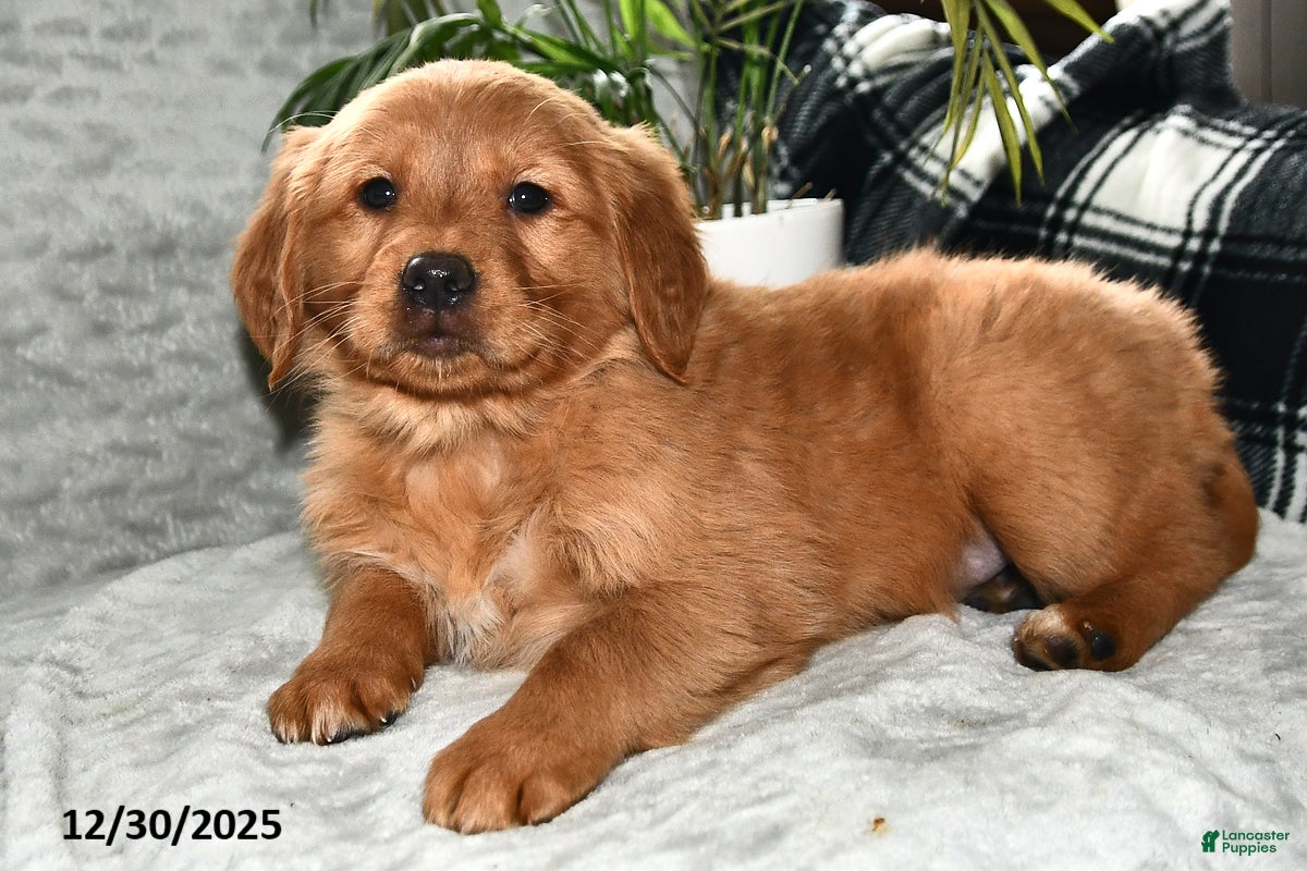 Golden Retriever dogs Aurora - Ad 31