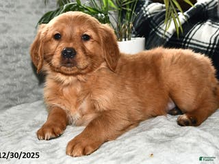 Golden Retriever dogs Aurora - Ad 15