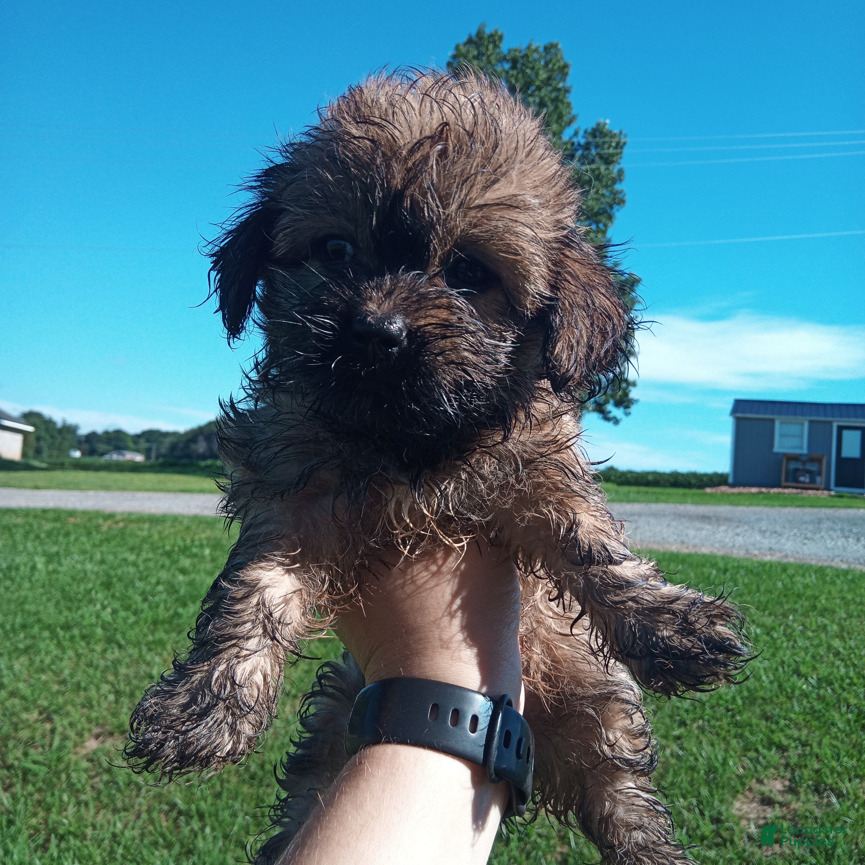 Havanese dogs for sale: Havanese 1 - Ad 3