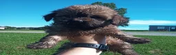 Havanese dogs for sale: Havanese 1 - Ad 1