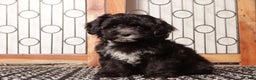 Shihpoo dogs for sale: Sasha Black Female Shihpoo  - Ad 4