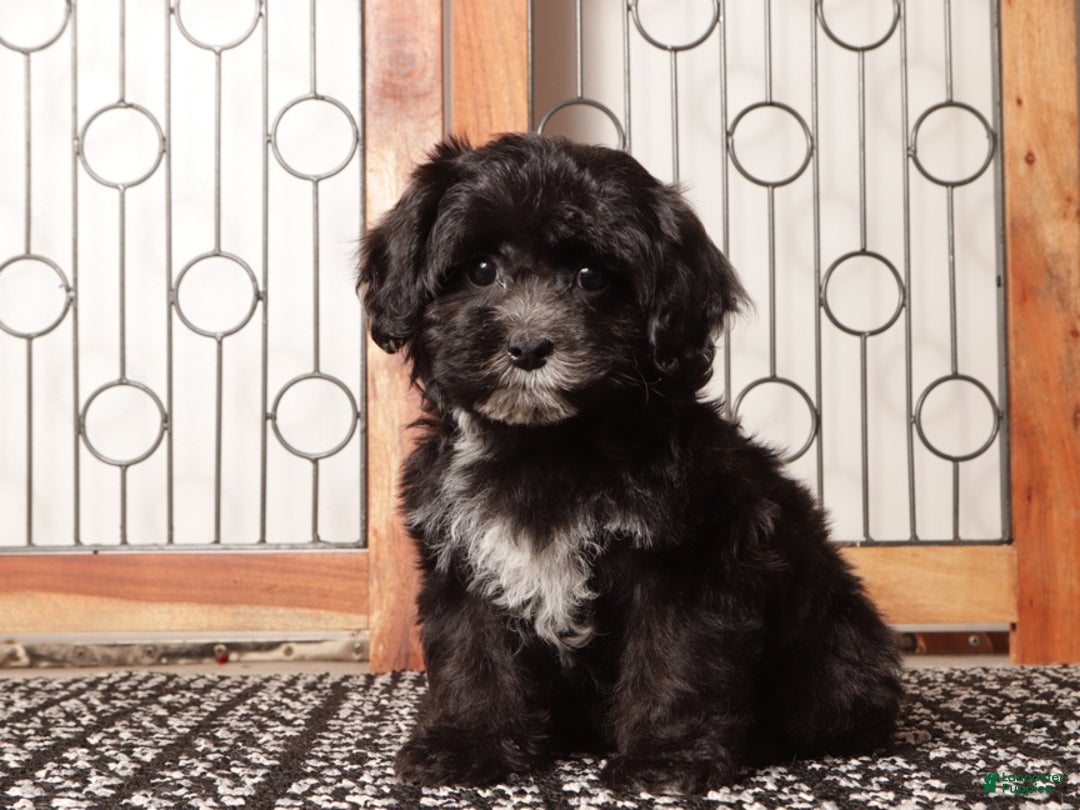 Shihpoo dogs for sale: Sasha Black Female Shihpoo  - Ad 4