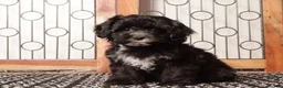 Shihpoo dogs for sale: Sasha Black Female Shihpoo  - Ad 4
