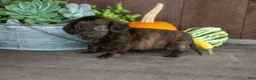 Miniature Dachshund dogs for sale: Zack - Ad 2