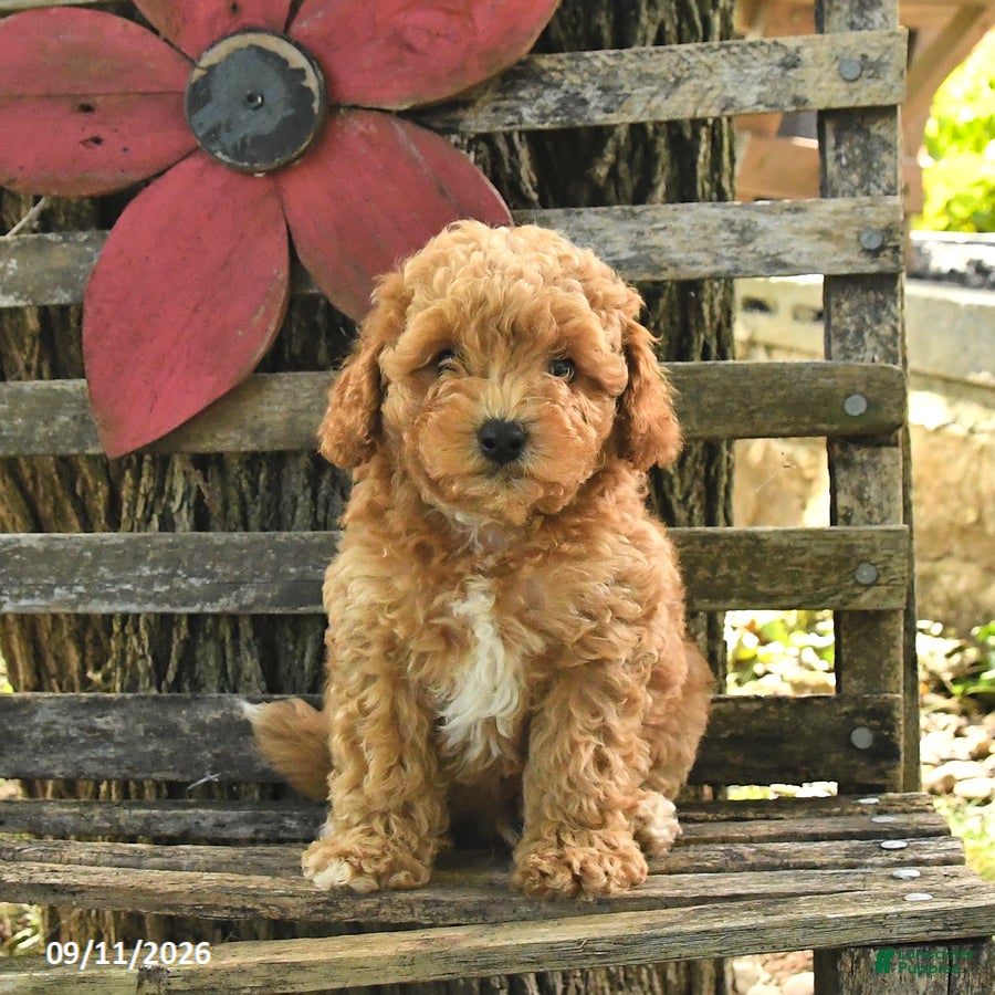 Havapoo dogs Toby - Ad 1
