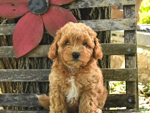 Havapoo dogs for sale: Toby - Ad 1