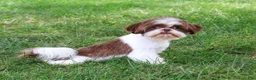 Shih Tzu dogs for sale: Andre - Ad 4