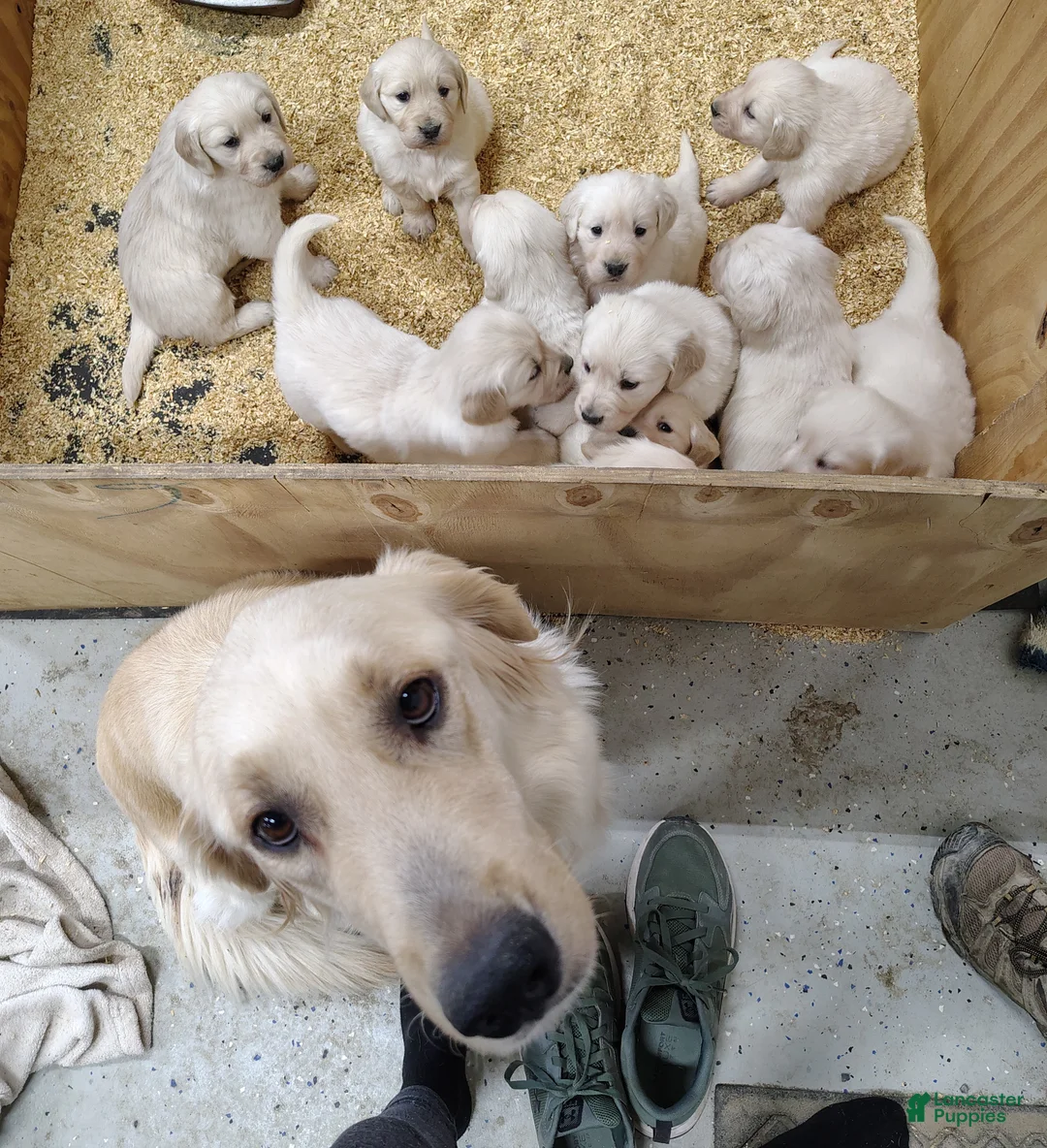 Golden Retriever dogs for sale: Golden Retriever Puppy 1 - Ad 3
