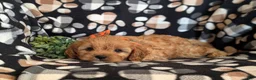 Cavapoo dogs for sale: Dolan - Ad 4