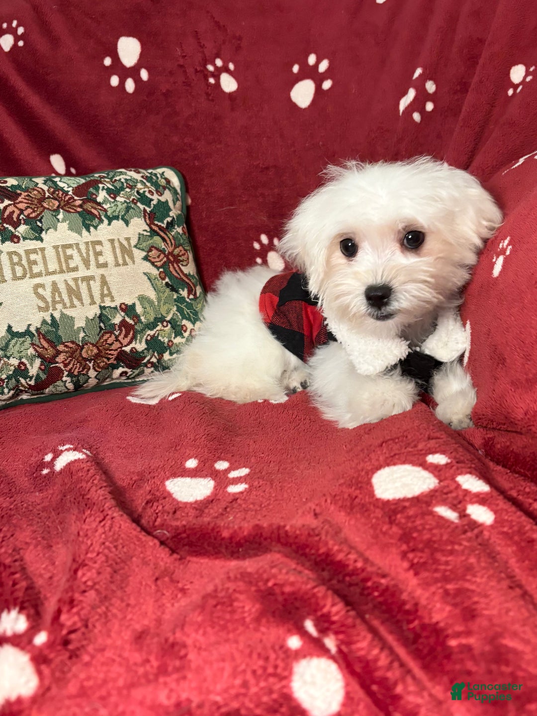 Maltese dogs for sale: Lullaby  - Ad 4