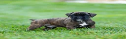 Boxer dogs for sale: Lenny Boxer Puppy  - Ad 3