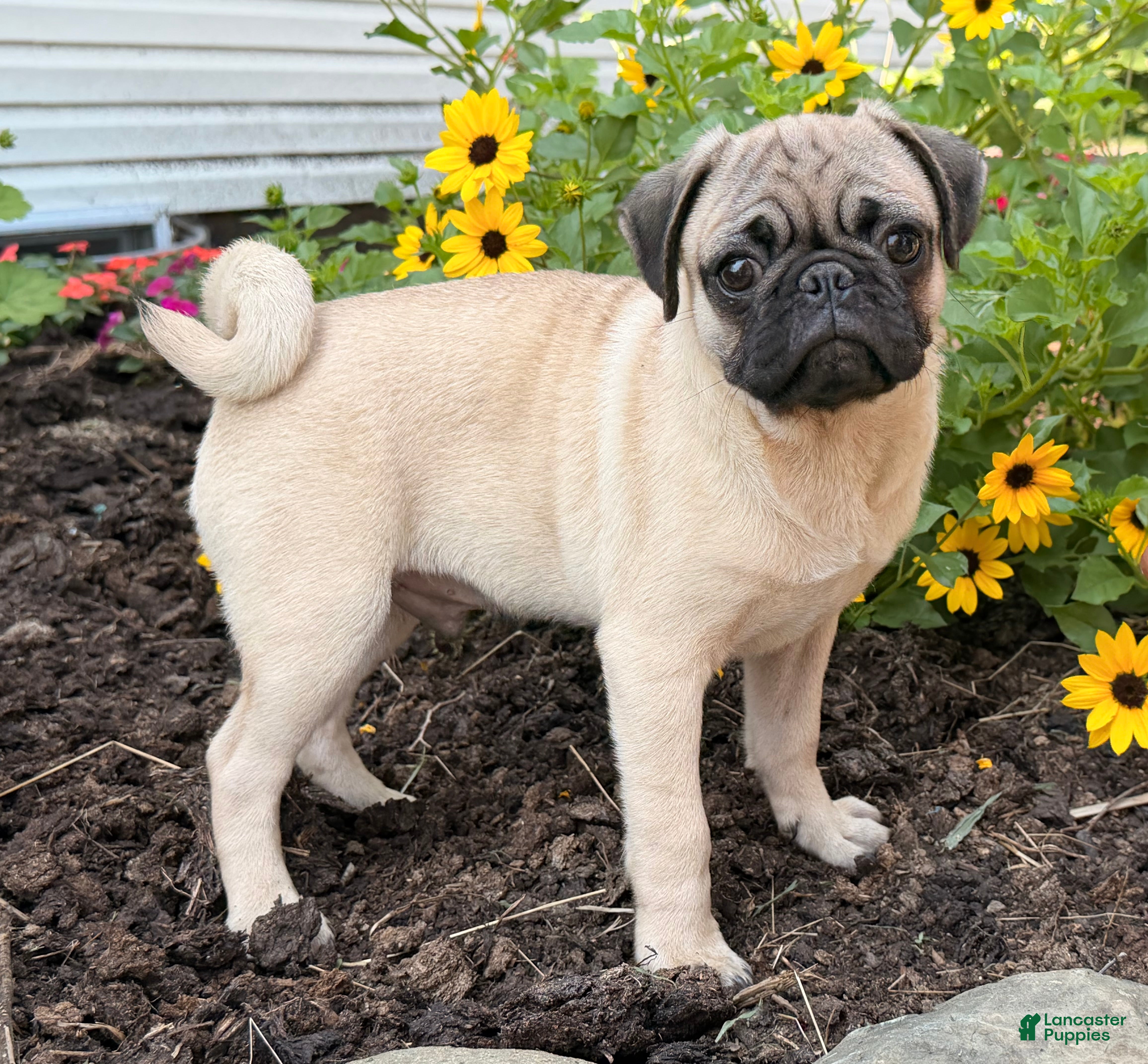 Pug dogs Pepper - Ad 1
