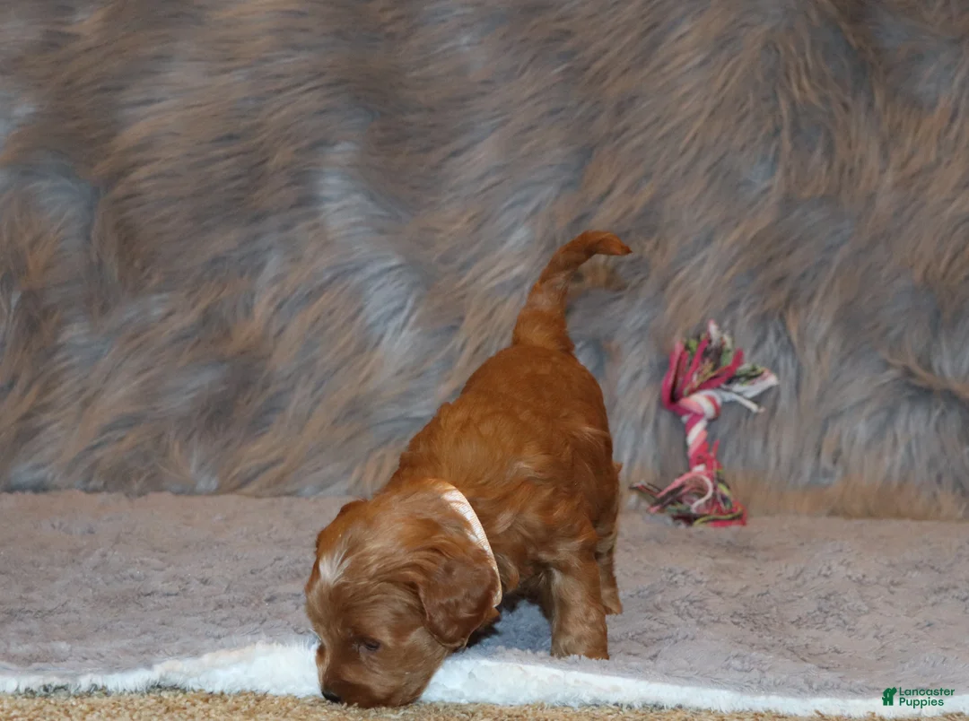 Mini Goldendoodle dogs for sale: Whitney 🌷 Genetic Clear Parents - Ad 13