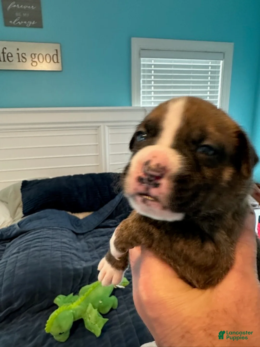 Boxer dogs for sale: Mercedes - Ad 6