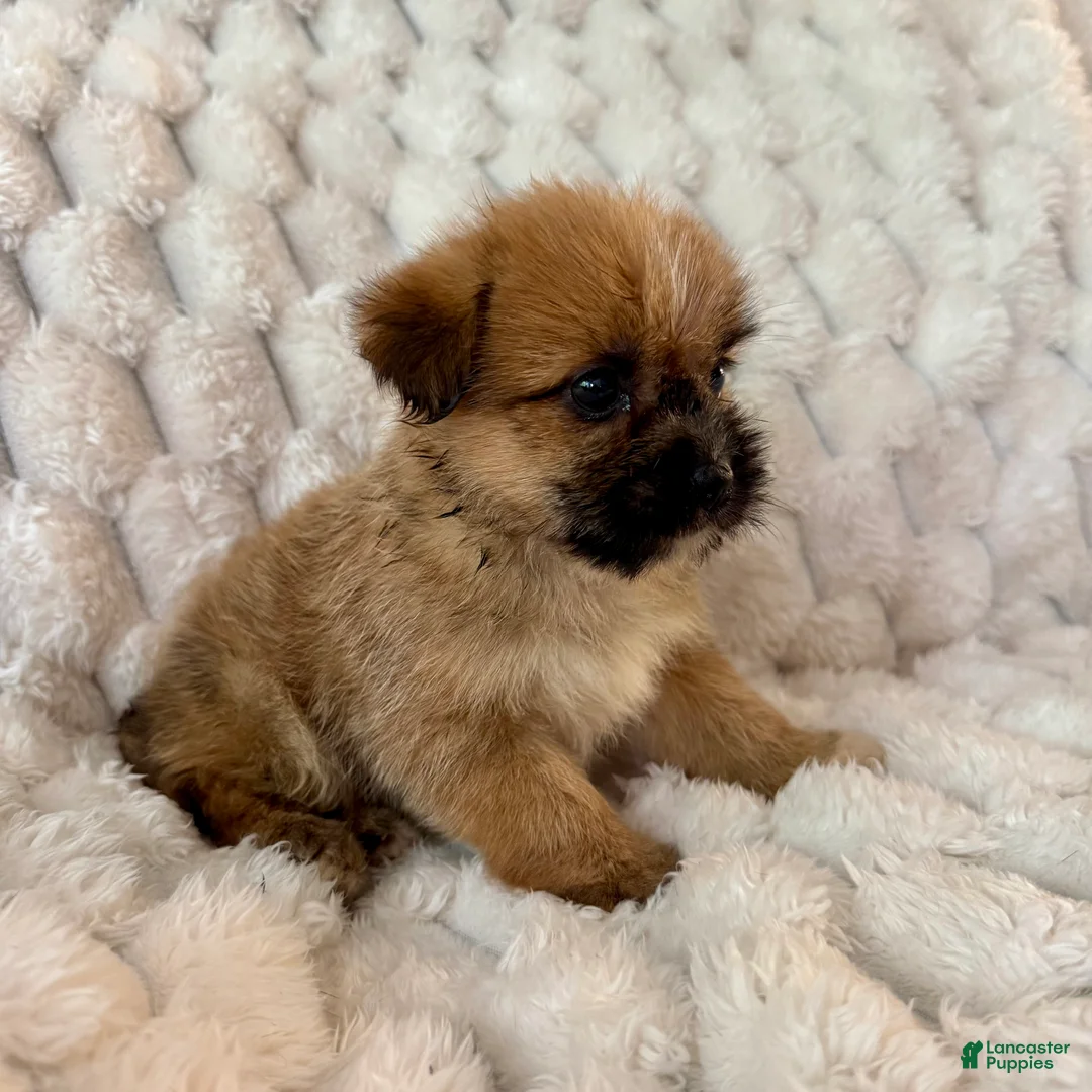Mixed Breed dogs for sale: Lyla - Ad 4