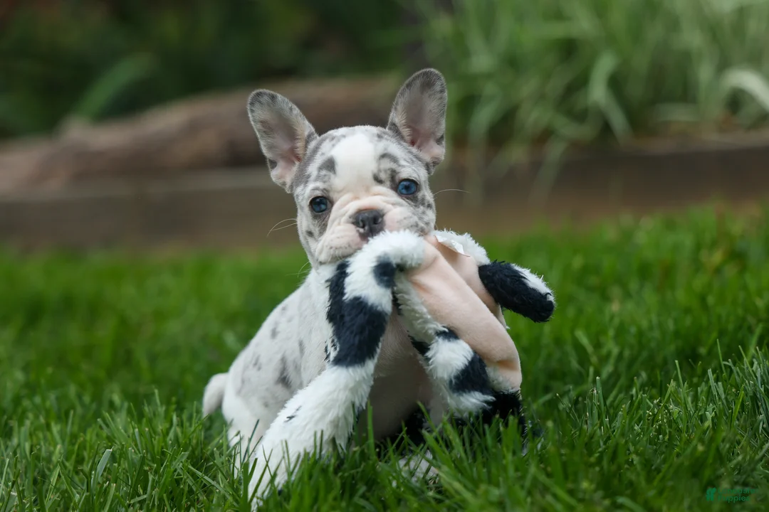 French Bulldog dogs for sale: Amelia (Merle & White) 💙🤍 - Ad 1