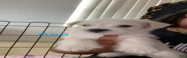 Shihpoo 1