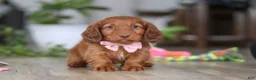 Miniature Dachshund dogs for sale: Max - Ad 5