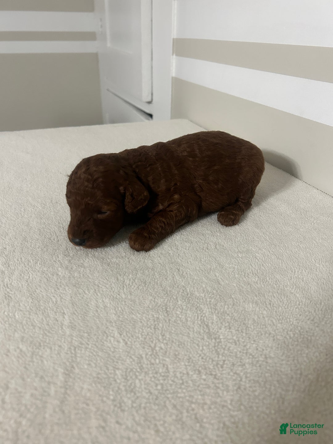 Mini Goldendoodle dogs for sale: Clarabelle - Ad 2